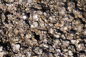Oysters clinging to the rocks at low tide in the sea