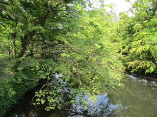 大分県由布市湯布院町、金鱗湖に流れ込む美しい清流