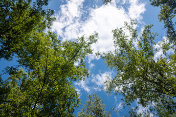 Green leaves of trees against the blue sky.