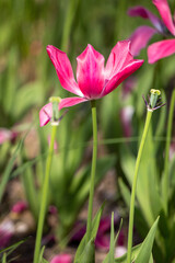 Tulips in the garden in nature in spring.