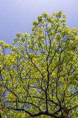 Green tree leaves on a blurred nature background.