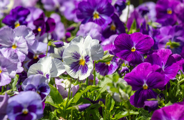 Garden violet in nature outdoors.