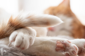 可愛い猫のしっぽ　茶トラ白