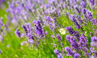 Butterflies on spring lavender flowers under sunlight. Beautiful landscape of nature with a panoramic view. Hi spring. long banner