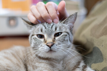 可愛い猫を撫でる　シャムトラ猫