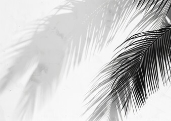 Obraz premium Palm Leaf Shadow on White Wall