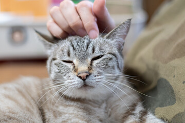 可愛い猫を撫でる　シャムトラ猫