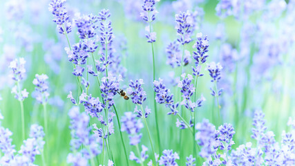 Nature background with spring flowers. Selective and soft focus. Close up.