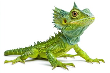 Obraz premium Green Tree Lizard with Spiky Crest and Claws