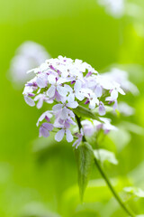 Nature background with spring flowers. Selective and soft focus. Close up.