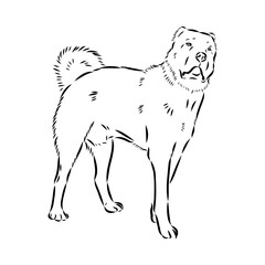 Anatolian shepherd vector sketch illustration
