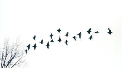 Birds in Flight Silhouetted Against an Overcast Sky