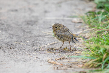 Robin bird in nature in summer.