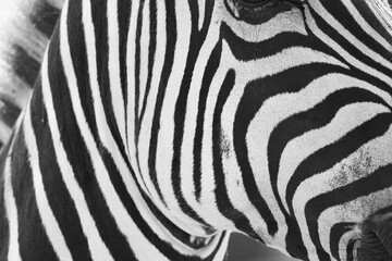 Zebra skin,  natural authentic wild animal hide, safari background and fur texture in black and white striped natural pattern. African influence background.