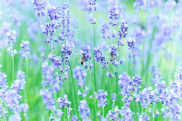 Naklejka premium Nature background with spring flowers. Selective and soft focus. Close up.