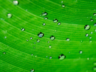 green leaf with water drops