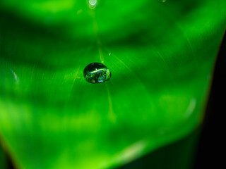 green leaf with drops