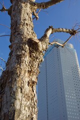 横浜みなとみらいの風景　都市風景　インバウンド