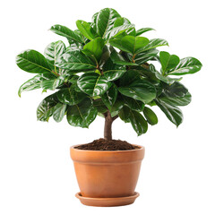 A Vibrant Indoor Plant in a Clay Pot Enriching Living Spaces with Lush Greenery and Natural Serenity for Homes and Offices, Perfect for Decoration and Fresh Air.