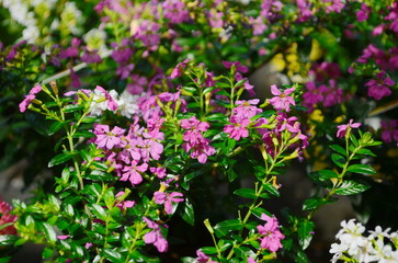 Close up of Cuphea hyssopifolia flower on blur background