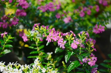 Close up of Cuphea hyssopifolia flower on blur background