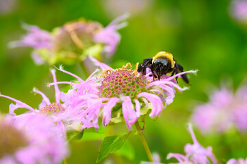 Bumblebee facing viewer getting nectar from a beebalm flower