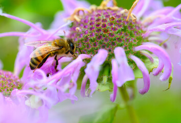 European honeybee gathering nectar from a beebalm flower