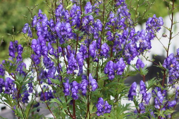 Fototapeta premium Sweden. Aconitum napellus, monkshood, aconite, Venus' chariot or wolfsbane, is a species of highly toxic flowering plants in the genus Aconitum of the family Ranunculaceae.