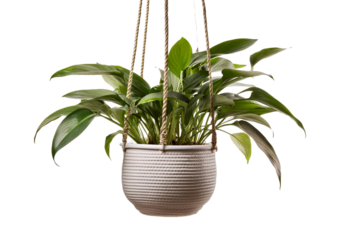 plant in hanging pot isolated on a transparent or white background