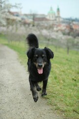 Fototapeta premium Portrait of walking black crossbreed at blooming Prague orchard.
