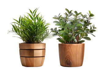 Obraz premium Two houseplants in wooden pots isolated isolated on a transparent or white background