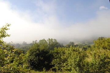 misty morning in the forest