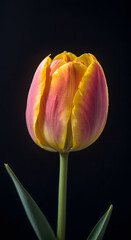 Close-up of a Vibrant Yellow-Orange Tulip Bloom with Dark Background