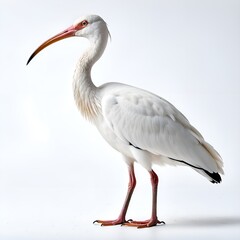 Obraz premium American white ibis. 