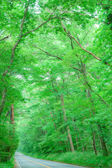 那須高原、直線道路、新緑、那須街道