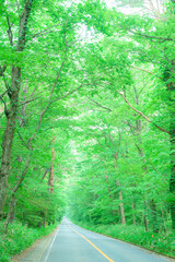 那須高原、直線道路、新緑、那須街道