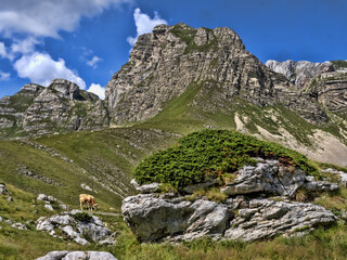 Obraz premium Beautiful mountains of Durmitor National Park in Montenegro