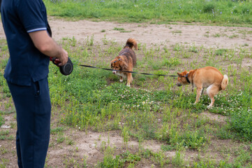Shibainu dog poops while walking. 