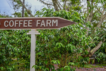 コーヒー農園、コーヒー豆、コーヒー、南国
