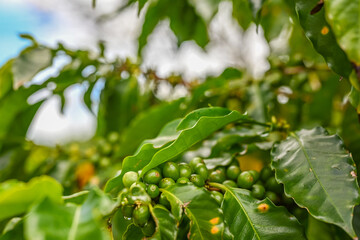 コーヒー農園、コーヒー豆、コーヒー、南国