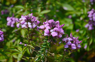 Fototapeta premium Group of purple and red Cleome hassleriana flowers or Spinnenblume or Cleome spinosa is on a green blurred background. Natural closeup on the pink flower of Cleome hassleriana