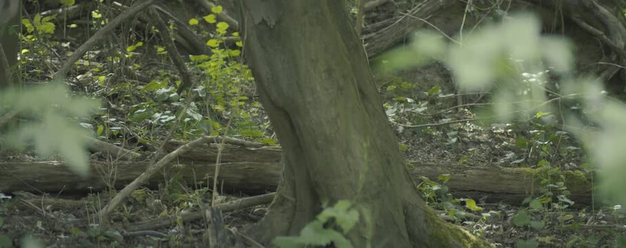 A tree trunk is surrounded by a forest of green leaves. The tree trunk is tall and has a rough texture. The leaves are green and appear to be healthy