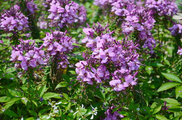 Group of purple and red Cleome hassleriana flowers or Spinnenblume or Cleome spinosa is on a green blurred background. Natural closeup on the pink flower of Cleome hassleriana