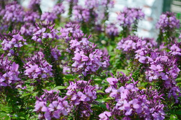 Group of purple and red Cleome hassleriana flowers or Spinnenblume or Cleome spinosa is on a green blurred background. Natural closeup on the pink flower of Cleome hassleriana