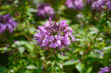Fototapeta premium Group of purple and red Cleome hassleriana flowers or Spinnenblume or Cleome spinosa is on a green blurred background. Natural closeup on the pink flower of Cleome hassleriana