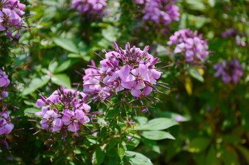 Group of purple and red Cleome hassleriana flowers or Spinnenblume or Cleome spinosa is on a green blurred background. Natural closeup on the pink flower of Cleome hassleriana