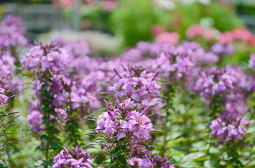 Group of purple and red Cleome hassleriana flowers or Spinnenblume or Cleome spinosa is on a green blurred background. Natural closeup on the pink flower of Cleome hassleriana