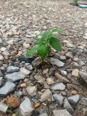 plant in the ground