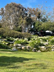 garden in spring
