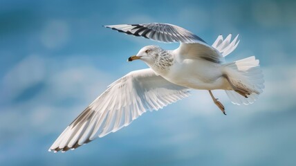 Fototapeta premium A seagull soars above blue ocean waters, wings outstretched, as it glides effortlessly in the sunlight